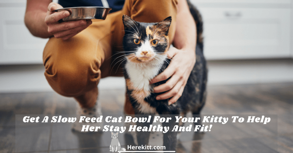 slow feed cat bowl