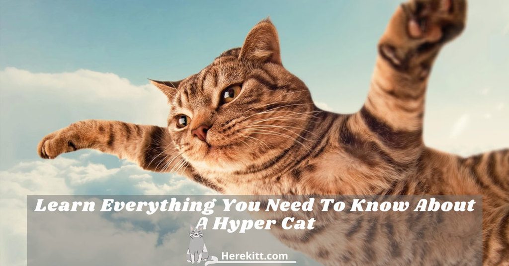 hyper cat