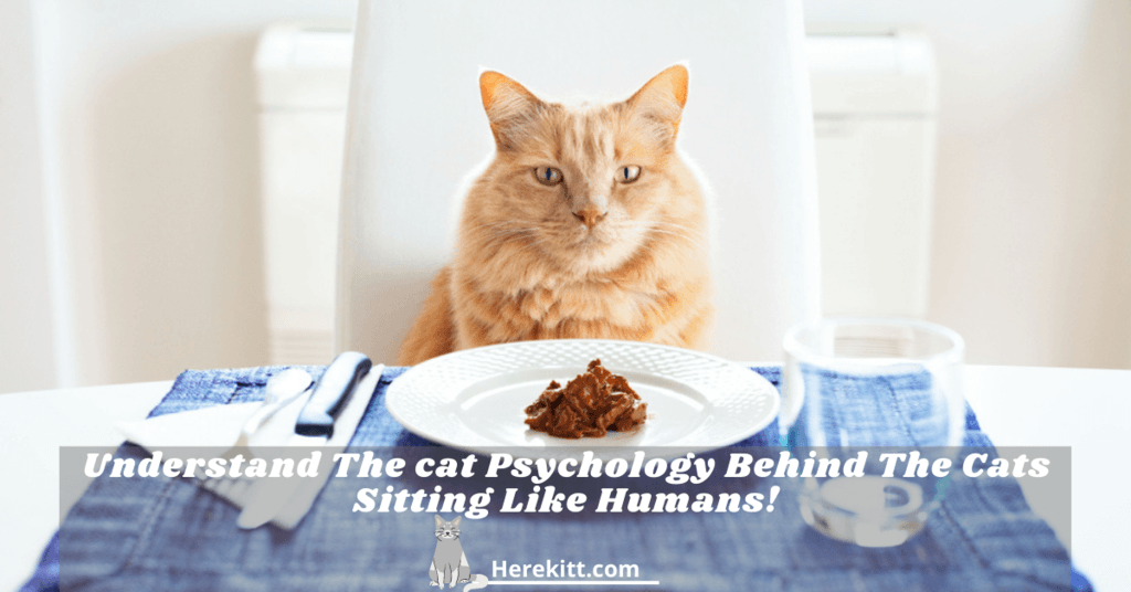 cats sitting like humans