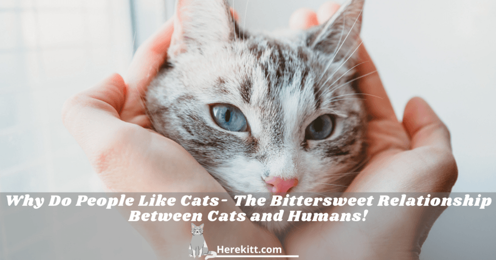 why do people like cats