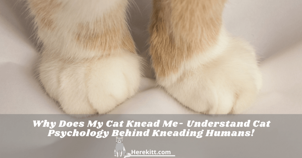 why does my cat knead me