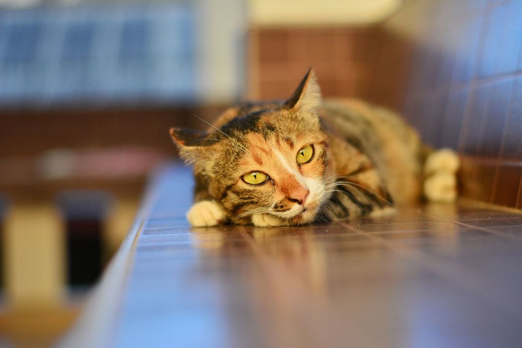 leaving the cat home while away
