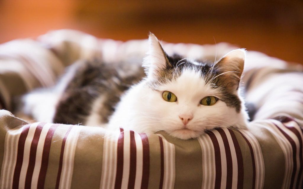best pill shooter for cats
