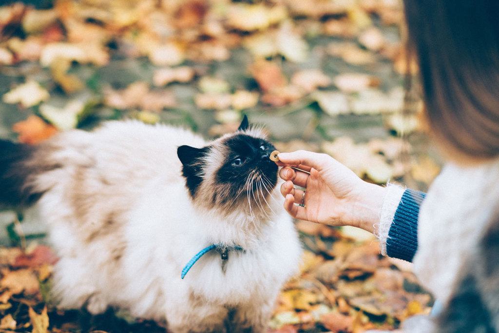 how much should I feed my cat