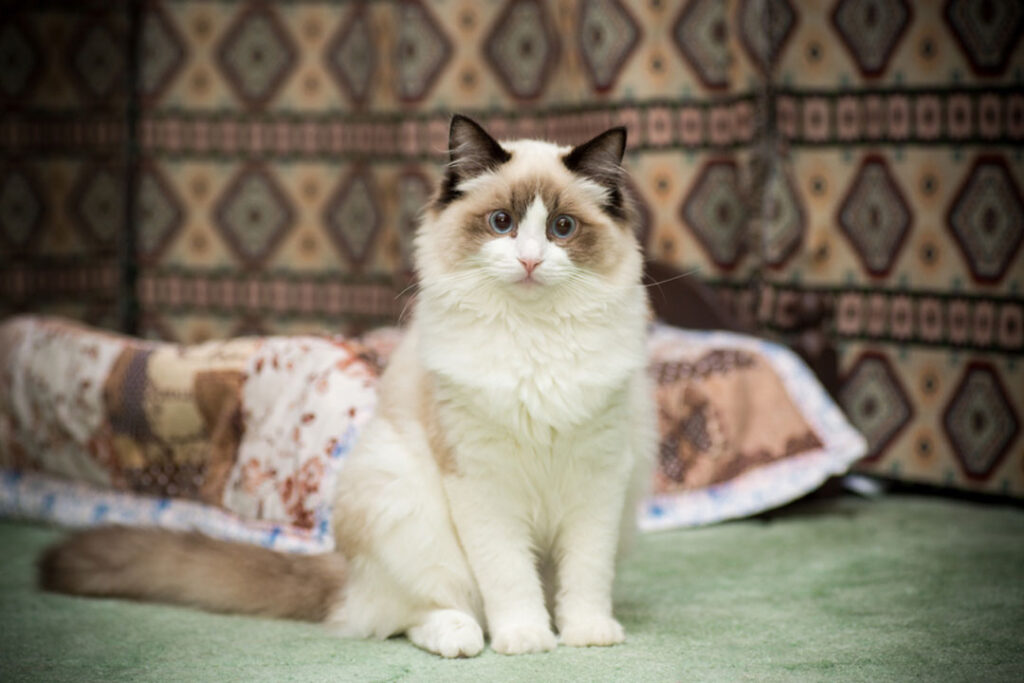 finding a cat for your family