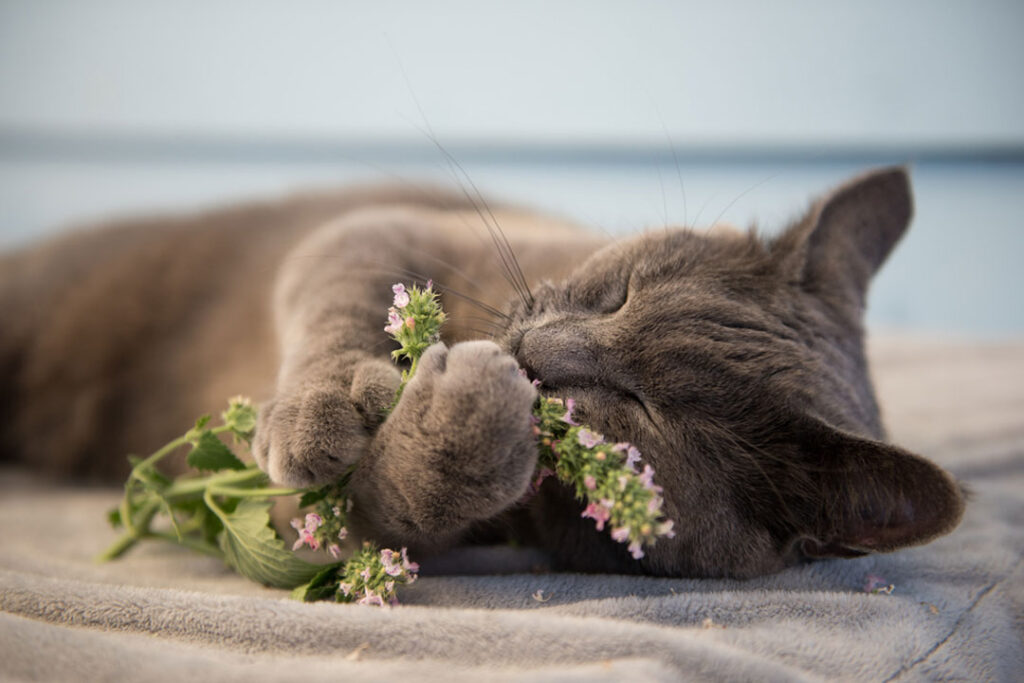 Is Catnip Really Like Candy For Cats