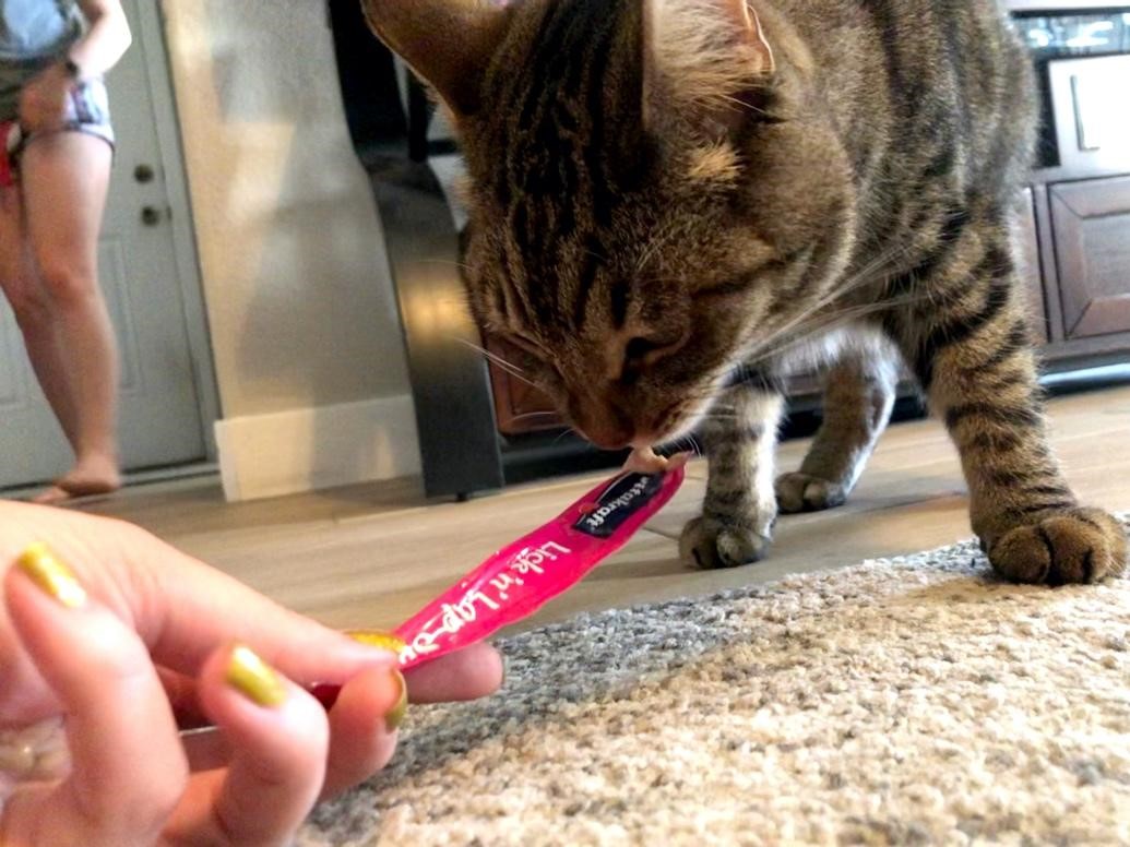 How I Used Vitakraft Cat Treats to Win a Cat’s Heart