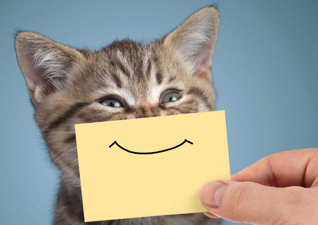 cat photography tips