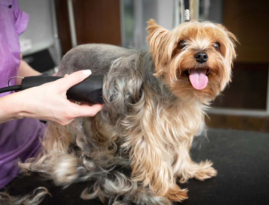 Groom Your Dog